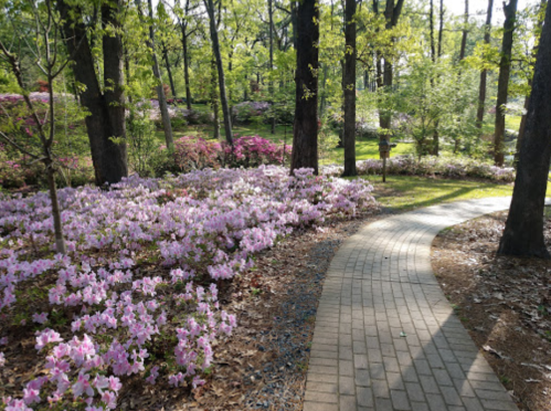 A winding brick path through a vibrant garden filled with blooming pink azaleas and lush green trees.