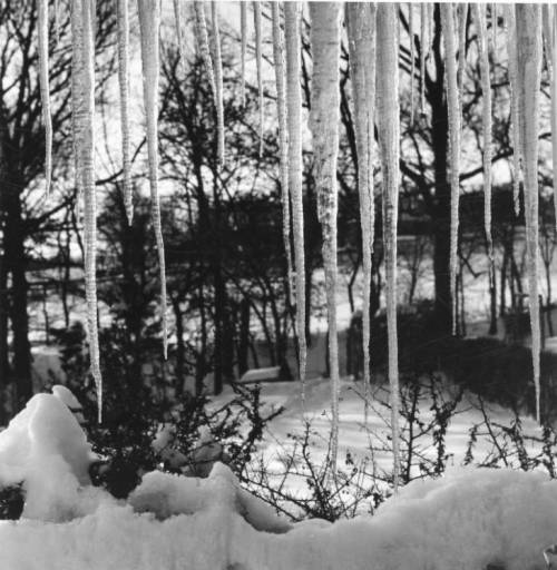 Black and white image of icicles hanging from a roof, with snow-covered ground and trees in the background.