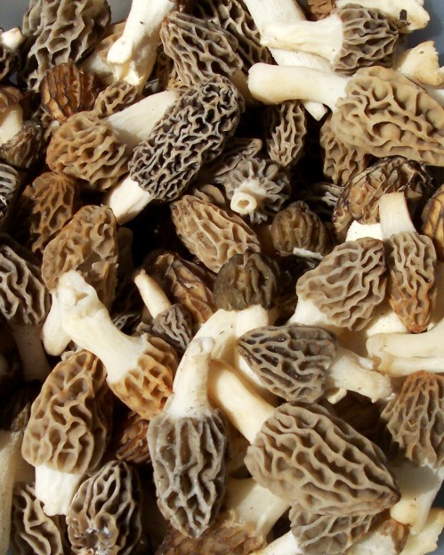A close-up of various morel mushrooms, showcasing their unique honeycomb texture and earthy colors.