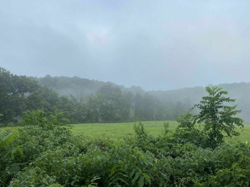 A misty landscape featuring green fields and trees under a cloudy sky.