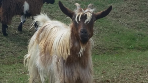 A close-up of a goat with long, flowing fur and distinctive horns, standing on green grass.