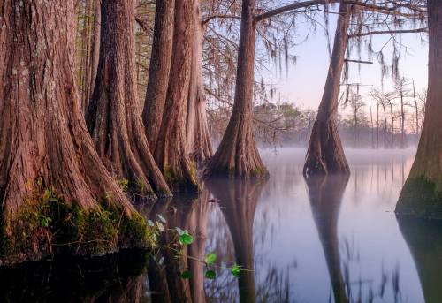 Serene swamp scene with cypress trees reflected in calm water, shrouded in mist during early morning light.