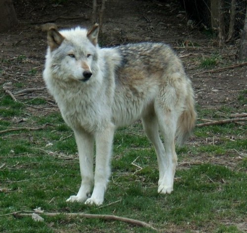 A standing wolf with a thick, light-colored coat and blue eyes, surrounded by grass and trees.