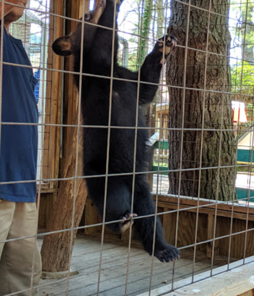 A black bear hangs onto a cage while a person stands nearby, surrounded by trees in a wildlife enclosure.