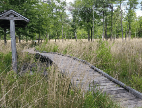 A winding wooden boardwalk through tall grass and trees in a natural setting.