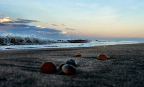 A serene beach scene at sunset, featuring seashells on the sand and gentle waves lapping at the shore.