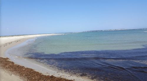 A serene beach scene with gentle waves, clear blue water, and a sandy shore lined with seaweed under a bright sky.