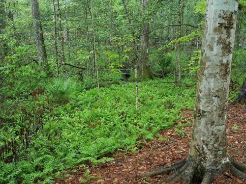 Lush green forest with ferns and trees, creating a serene, natural landscape.