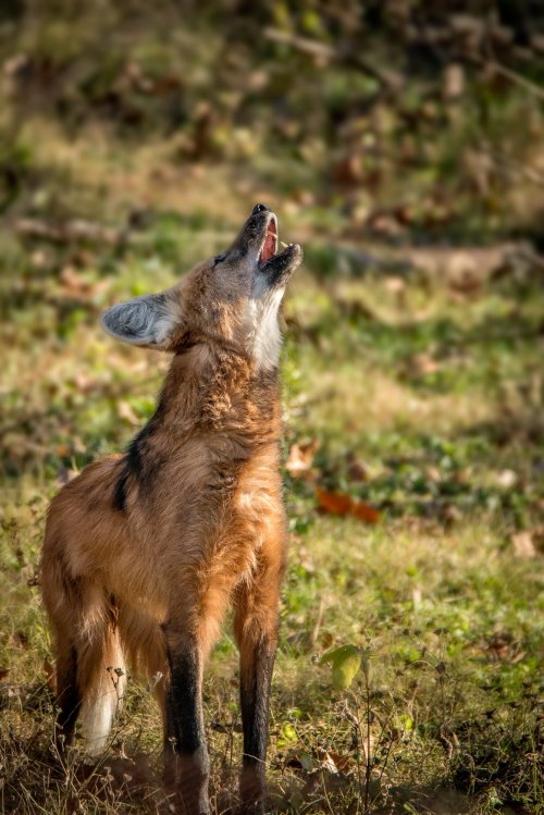 A fox howling with its head tilted back, surrounded by a blurred natural background.
