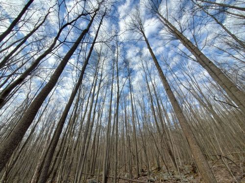 Tall, bare trees stretch upward against a blue sky with scattered clouds, creating a serene forest scene.