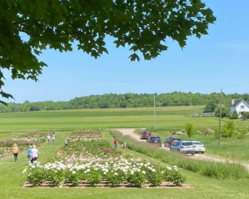 A sunny field with blooming flowers, people walking, and cars parked along a dirt road in a rural landscape.