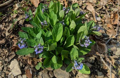 A cluster of green leaves with small purple flowers growing among dry leaves on the ground.