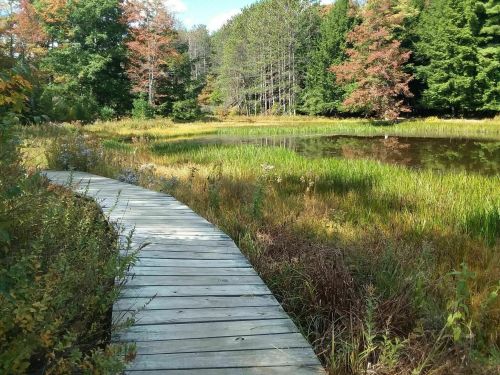 A wooden path winds through a vibrant landscape of grass and trees near a calm pond, showcasing autumn colors.