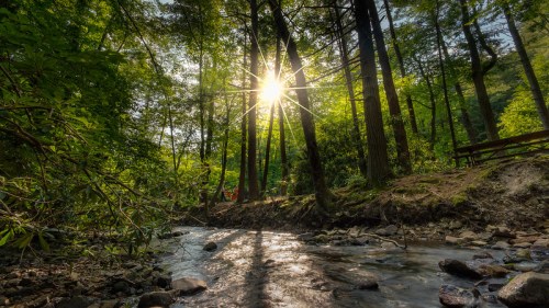 Sunlight filters through trees over a serene stream, creating a peaceful, natural landscape.