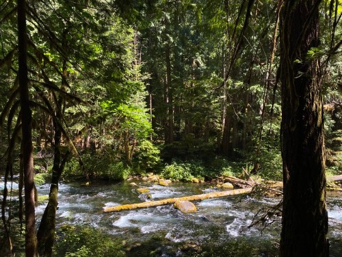 A serene forest scene with a flowing river, surrounded by lush green trees and moss-covered rocks.