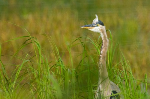 A great blue heron stands among tall green grass, with a blurred background of water and foliage.