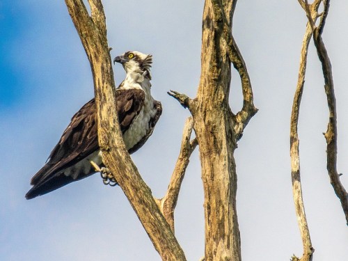 An osprey perched on a bare tree branch against a blue sky.