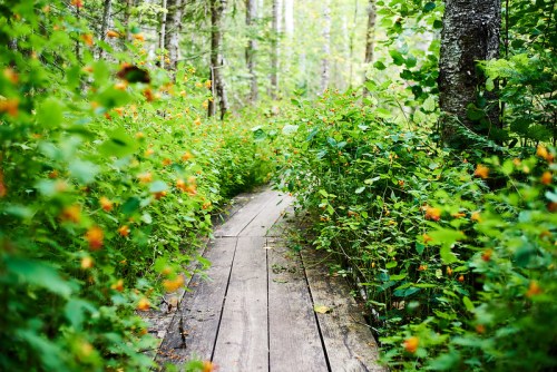 A wooden path winding through lush greenery and vibrant orange flowers in a serene forest setting.