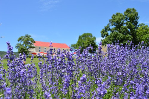A field of vibrant lavender flowers in the foreground, with a rustic building and trees under a clear blue sky in the background.