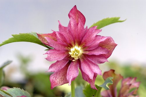 A close-up of a pink flower with pointed petals and a yellow center, surrounded by green leaves.