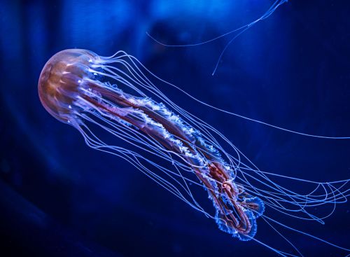 A jellyfish gracefully swims through deep blue water, showcasing its translucent body and long, flowing tentacles.