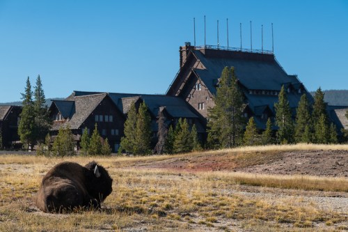 A bison rests in a grassy area with a large lodge and trees in the background under a clear blue sky.