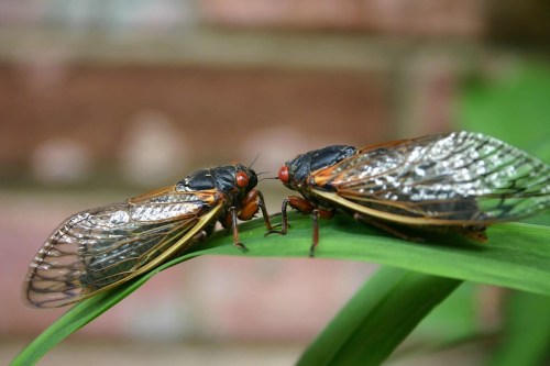 Two cicadas perched on a green leaf, showcasing their transparent wings and red eyes against a blurred background.
