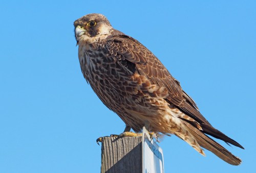 A hawk perched on a wooden post against a clear blue sky, showcasing its detailed feathers and keen expression.