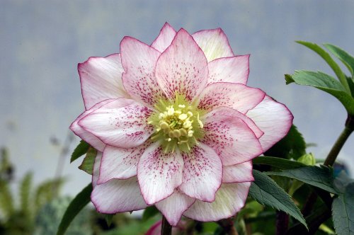 A close-up of a pink and white flower with speckled petals and a green center, surrounded by green leaves.