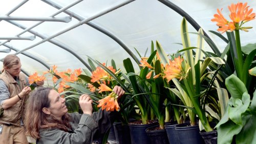 Two people tending to orange flowers in a greenhouse, surrounded by lush green plants in pots.