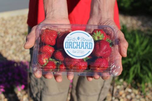 A person holds a clear container filled with fresh strawberries, featuring a label for "Tenth Street Orchard, Est. 2016."