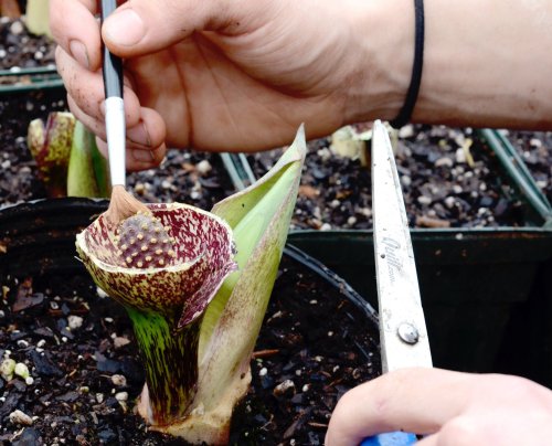 A hand uses a brush to pollinate a unique flower in a pot, surrounded by soil and other plants.