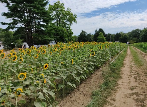A field of sunflowers along a dirt path, with trees and a cloudy sky in the background.