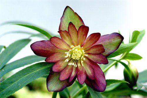 A close-up of a vibrant, maroon and green flower with delicate petals and a cluster of yellow stamens.