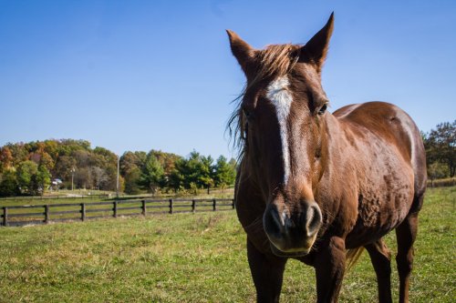 A close-up of a brown horse in a grassy field with trees and a blue sky in the background.