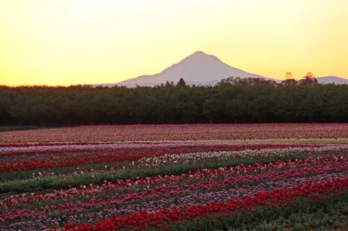 A vibrant field of tulips in various colors with a mountain in the background under a golden sunset.