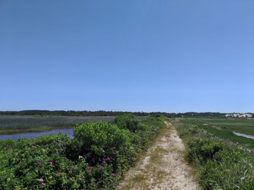A sandy path lined with greenery leads through a wetland under a clear blue sky.
