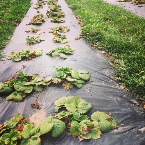 Rows of strawberry plants with green leaves growing on black plastic mulch, surrounded by grass.