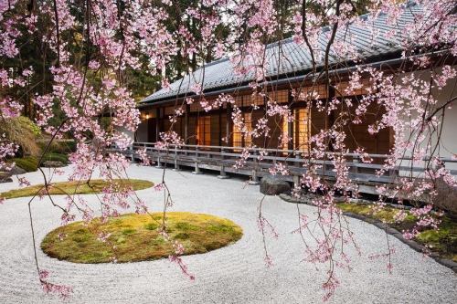A serene Japanese garden with cherry blossoms, a gravel path, and a traditional wooden building in the background.