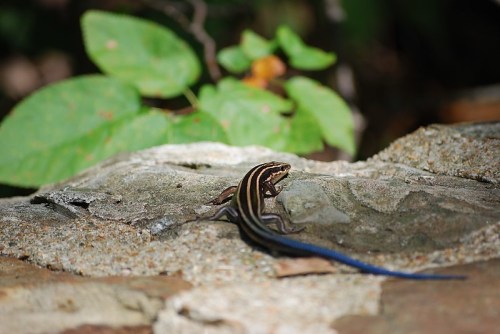 A striped lizard with a blue tail rests on a rocky surface, surrounded by green foliage.