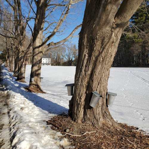 A snowy landscape with trees tapped for sap, metal buckets attached to the trunks, and a house in the background.
