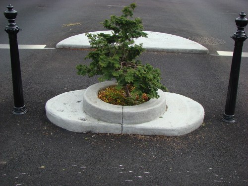 A small tree planted in a circular concrete planter, surrounded by black bollards on a paved street.