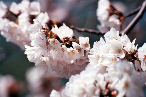 Close-up of delicate white cherry blossoms on a branch, showcasing soft petals and hints of yellow stamens.