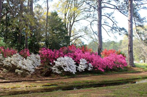 A vibrant display of pink, white, and red azaleas blooming along a grassy area beside tall trees.