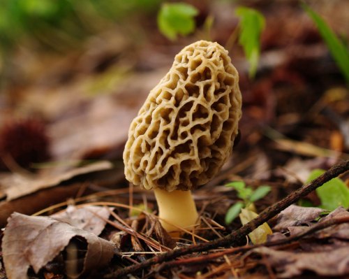 A single morel mushroom with a honeycomb texture, surrounded by fallen leaves and forest floor debris.