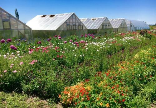 A vibrant field of flowers in front of greenhouses under a clear blue sky.