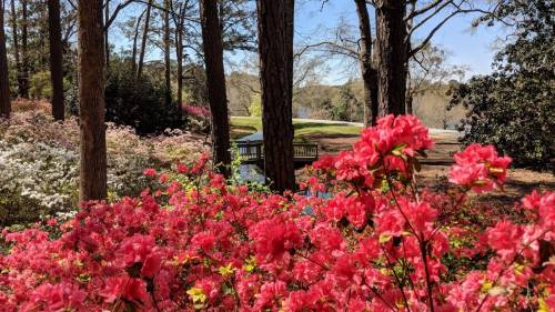 A vibrant display of pink flowers in the foreground, with trees and a serene lake in the background.