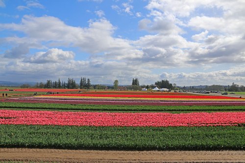 Vibrant fields of tulips in various colors under a partly cloudy sky, with visitors exploring the landscape.
