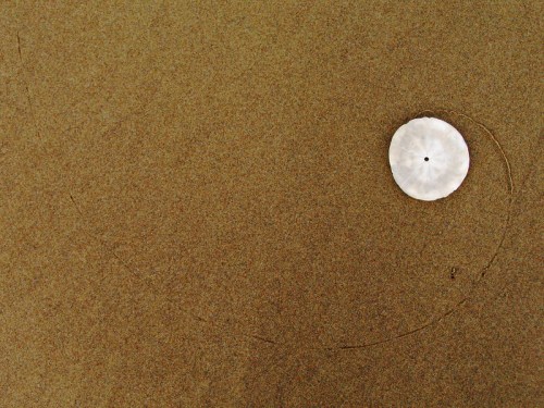 A single sand dollar rests on a smooth, sandy beach, surrounded by a faint circular pattern in the sand.