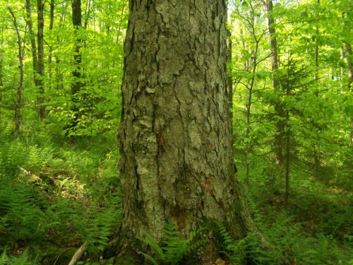 A close-up of a textured tree trunk surrounded by lush green foliage and ferns in a vibrant forest setting.